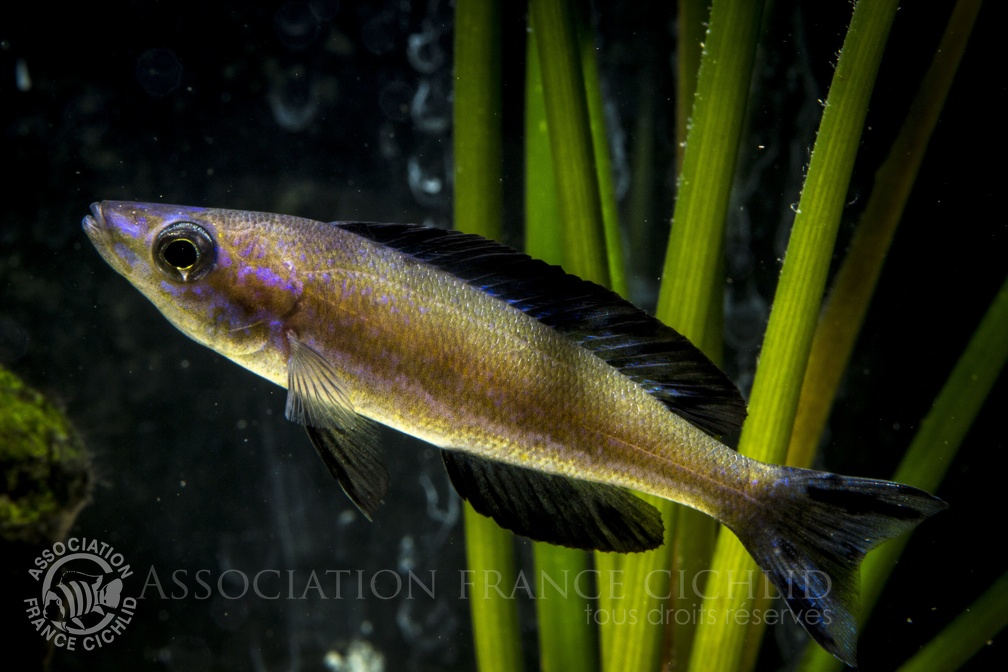 Cyprichromis microlepidotus Kasai.JPG