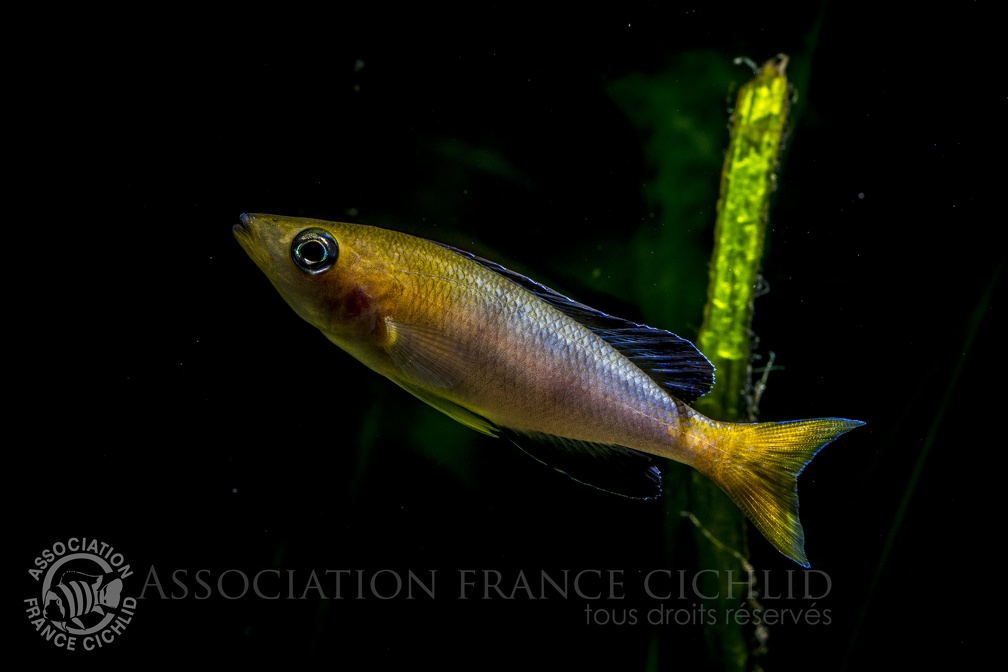 Cyprichromis sp. Jumbo Kekese.jpg