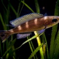 Paracyprichromis brieni velifer Kitumba.jpg