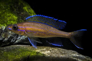 Paracyprichromis nigripinnis mâle