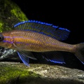Paracyprichromis nigripinnis.JPG