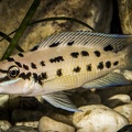 Chalinochromis sp. Ndhoboi.JPG