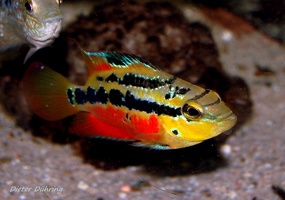 Trichromis salvini Rio Subin