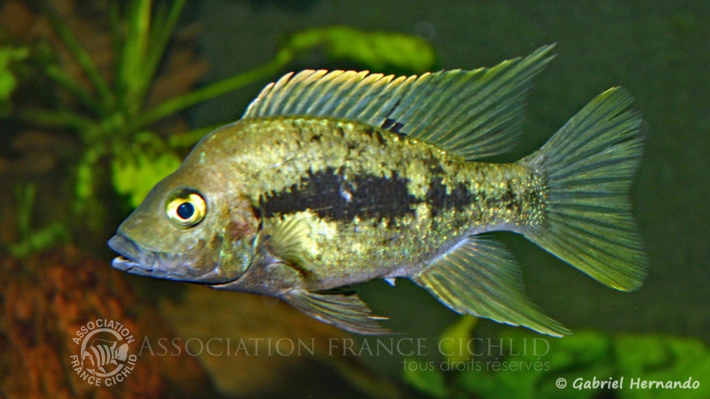 Ptychochromis grandidieri (Club aquariophile de Vernon, juin 2004).jpg