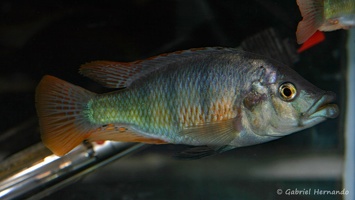 Haplochromis chilotes