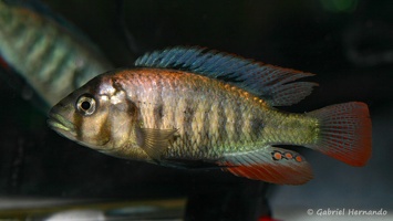 Haplochromis sp. 'Entebbe'