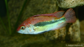 Haplochromis sp. 'Flameback'