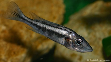 Haplochromis thereuterion