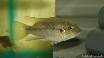 Benitochromis conjunctus