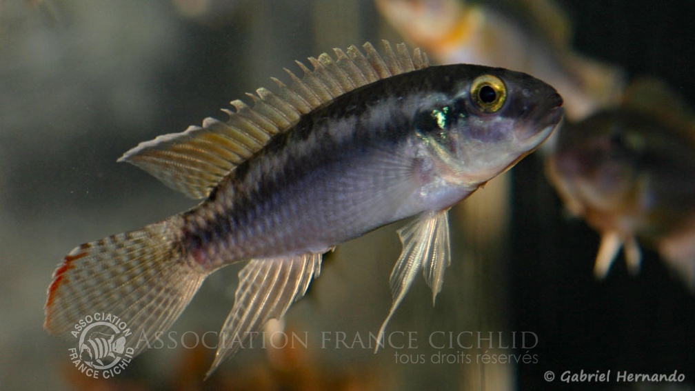 Congochromis dimidiatus (Aquarium de Marbais, Belgique, février 2012).jpg