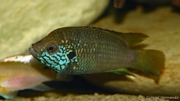 Rubricatochromis sp. "Guinea 1"