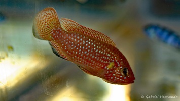 Rubricatochromis cf. guttatus