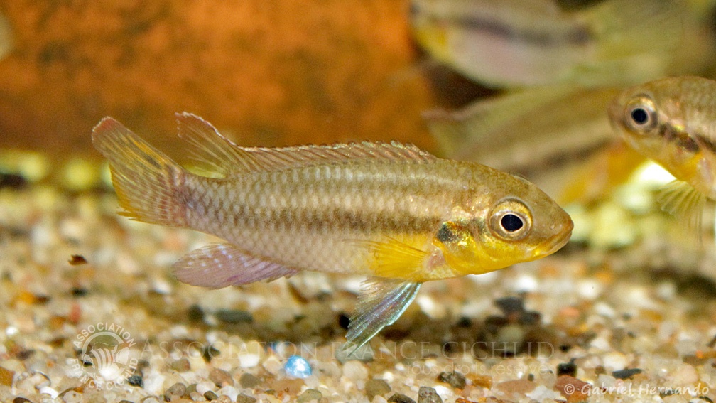 Pelvicachromis subocellatus (verduijn Cichlids, Pays bas, mais 2014).jpg