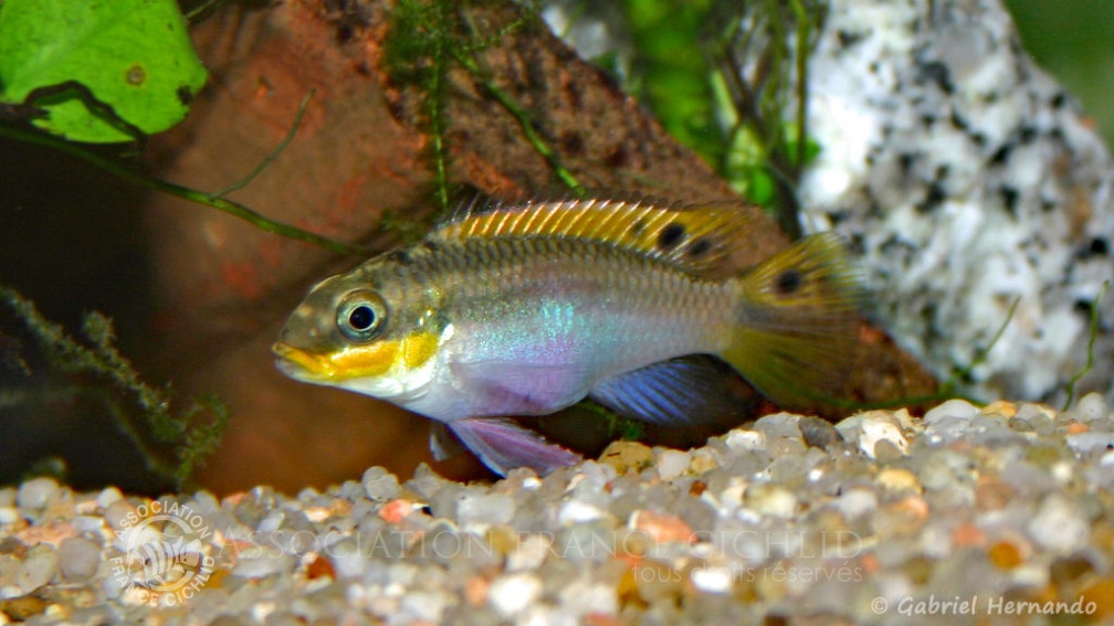 Pelvicachromis taeniatus, femelle de la variété Red Nigeria (Club aquariophile de Vernon, janvier 2004).jpg