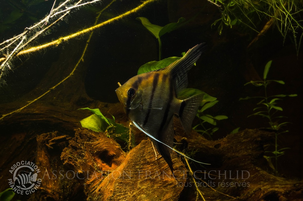 Pterophylum scalare rio Manacapuru mâle.jpg