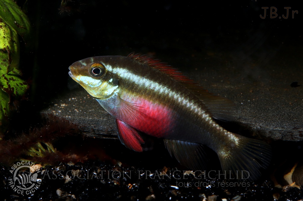 Pelvicachromis sacrimontis femelle .JPG