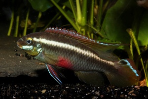 Pelvicachromis sacrimontis mâle