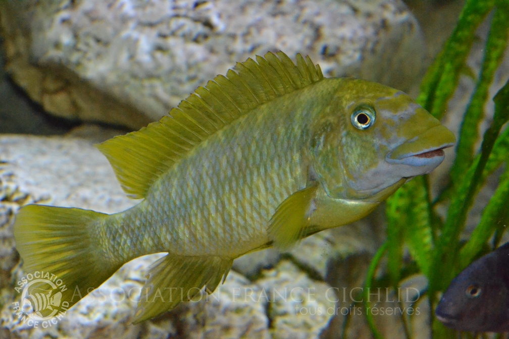 Petrochromis macrognathus Kantalamba.JPG