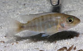 Aulonocara sp. "walteri" femelle