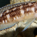P.Tawil Julidochromis aff. ornatus Tanzania Kasanga C110122A 030.JPG