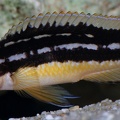 P.Tawil Julidochromis aff. ornatus Congo Korosha Aeschbacher C081216A 334.JPG