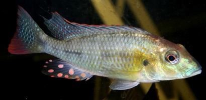 Thoracochromis buysi mâle