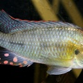 P.Tawil Thoracochromis buysi male anal ocelli C071212A 166.jpg