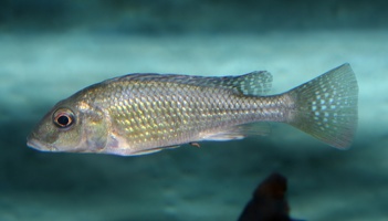 Thoracochromis buysi femelle