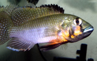Thoracochromis brauschi mâle
