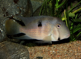 Guianacara owroewefi mâle de Guyane.