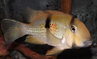 Guianacara sphenozona Surinam femelle.