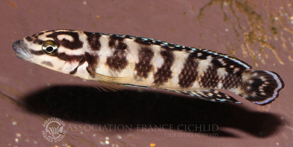 P.Tawil Julidochromis aff. ornatus Kombe tank-bred home C190505A 561.JPG
