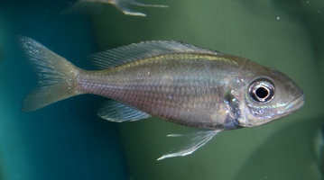 Ophthalmotilapia sp. "paranasuta" Nyanza-Lac femelle