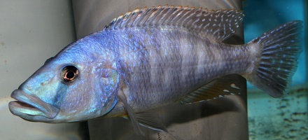 Tyrannochromis nigriventer Nkhata Bay mâle