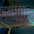 P.Tawil Tyrannochromis macrostoma Tanzania C090214A 061.jpg