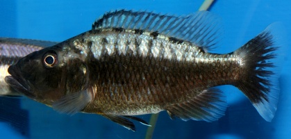 Tyrannochromis macrostoma Tanzanie femelle