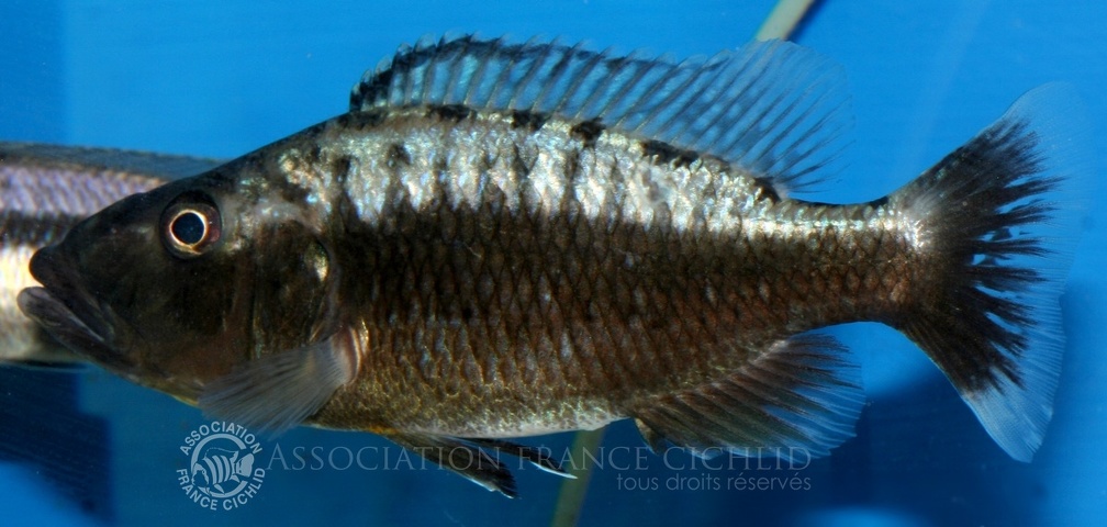 P.Tawil Tyrannochromis macrostoma Tanzania C100515A 190.JPG