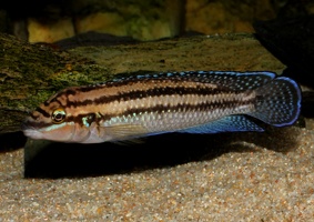Julidochromis dickfeldi Moliro mâle