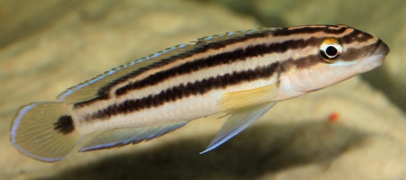 Julidochromis ornatus Mbita