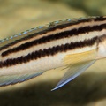 P.Tawil Julidochromis ornatus Mbita Mierzenska C150425B 024.JPG