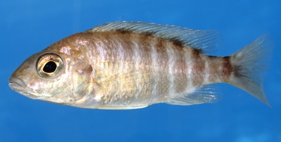 Aulonocara baenschi Nkhomo Reef femelle