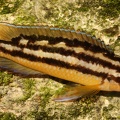 P.Tawil Julidochromis cf. transcriptus Uvira Dasmien C101216A 434.JPG