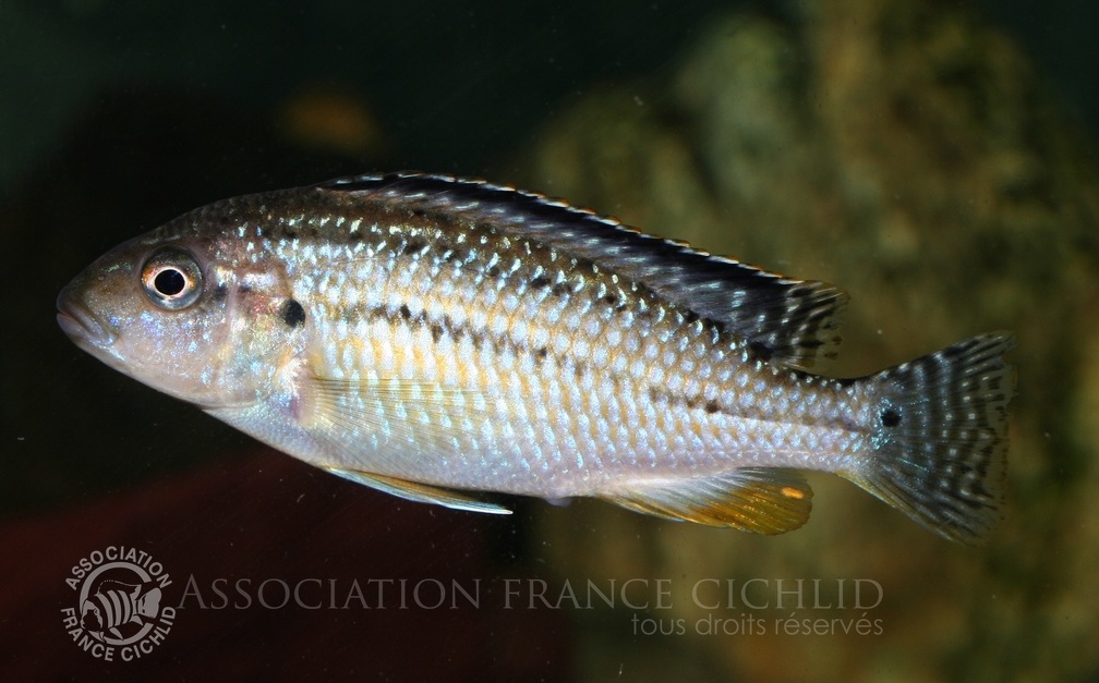 P.Tawil Melanochromis wochepa female with oviduct C090917A 019.jpg