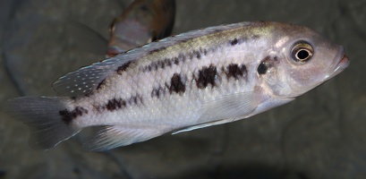 Petrotilapia sp. "nigra Tanzania" Hongi femelle