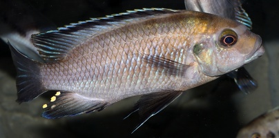 Petrotilapia sp. "nigra Tanzania" Hongi mâle