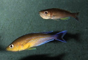 Cyprichromis sp. "jumbo" Livua couple frayant