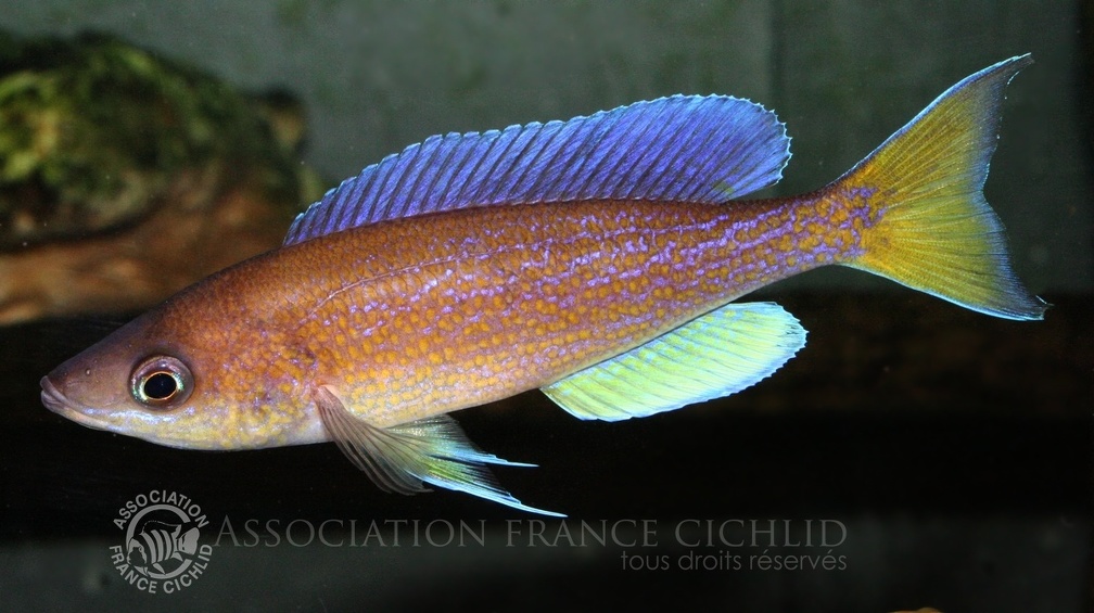 P.Tawil Cyprichromis pavo Moliro male yellow tail C100912A 068.JPG