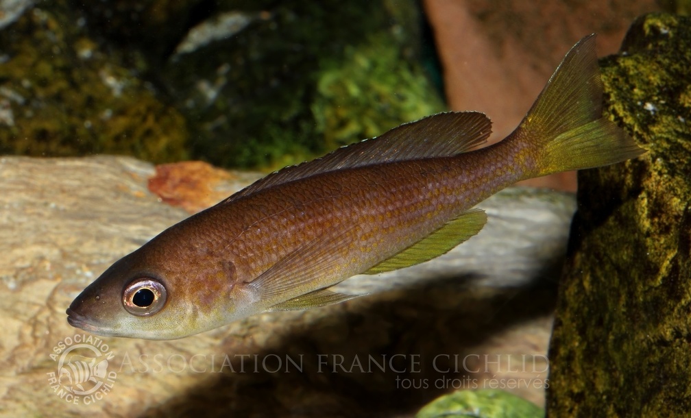P.Tawil Cyprichromis pavo Moliro female C101003A 029.JPG