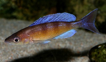 Cyprichromis zonatus Chituta mâle