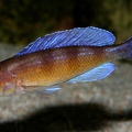 P.Tawil Cyprichromis zonatus Chituta male C100829B 011.JPG